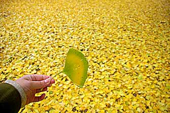 flickrleaf flickrleaf