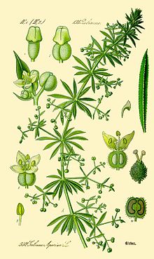220px-Galium_aparine_b